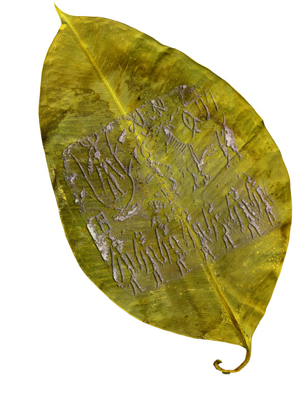 ficus sutra two ficus sutra two